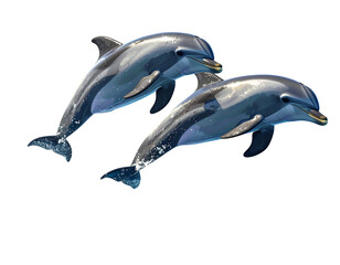 Fototapeta premium Dolphins Mid-Air in Synchronized Jump on Transparent Background