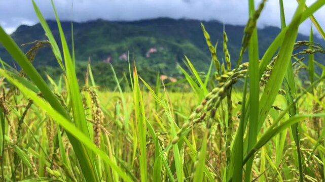 A rice field surrounded by rock formations in Vangvyeng, Laos. Vangvyeng is a popular destination for adventure tourism in the limestone karst landscape. A rice field landscape in Vangvyeng, Laos PDR.