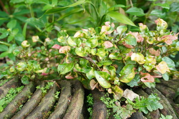 Vibrant Alternanthera Plant Growing on Weathered Terracotta