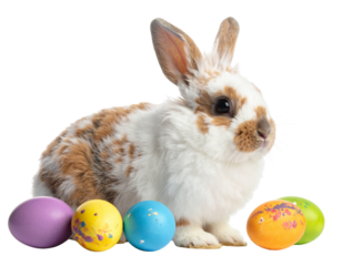 easter bunny and easter eggs isolated on white transparent background