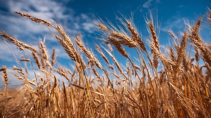 Obraz premium Golden wheat fields sway gently under a vibrant blue sky, showcasing nature's abundant harvest and the promise of delicious bread.
