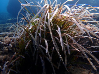 Neptune grass or Mediterranean tapeweed (Posidonia oceanica) undersea, Ligurian Sea, Italy, Imperia