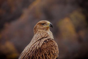 Close-up of a golden eagle with brown feathers and a sharp beak. The background features blurred autumn colors typical of Kabardino-Balkaria's landscape.