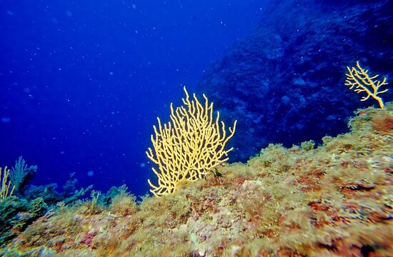 Eunicella cavolini