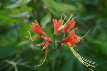 Exotic Red-Orange Flower Cluster Against Green Bokeh Background