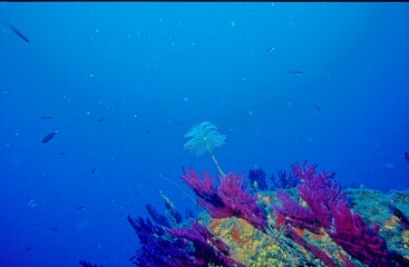 Sabella spallanzanii