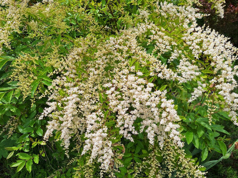 A ligustrum sinense bush with white flowers blooms in the garden.