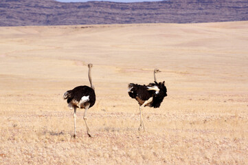Autruche en namibie
