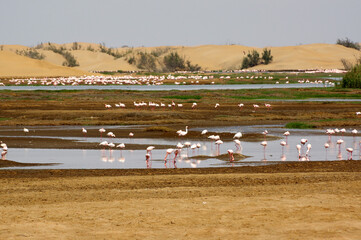 flamant rose en namibie