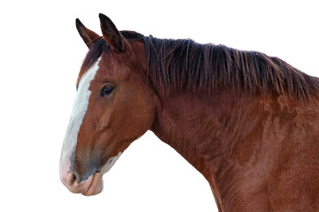 Closeup portrait of a Clydesdale horse isolated on an empty background 