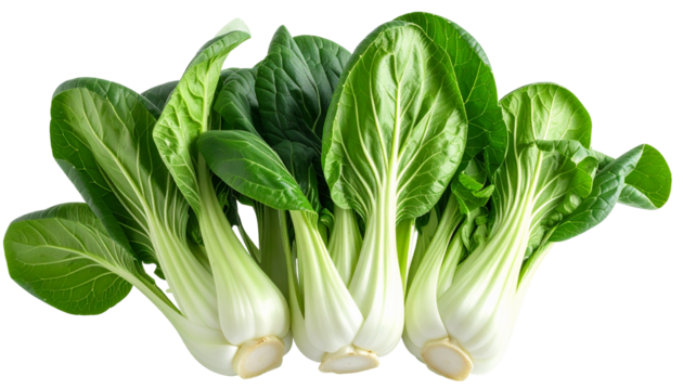 Fresh, vibrant green heads of leafy bok choy, ready for cooking and consuming