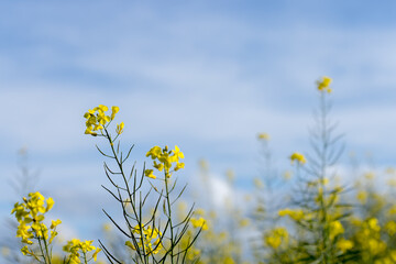 Canola flowering in spring under a blue sky