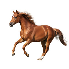 Obraz premium Majestic chestnut horse in full gallop with elegant mane isolated against transparency