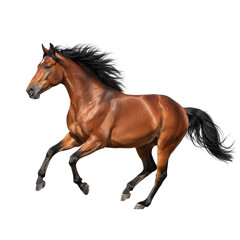 Naklejka premium Majestic equine creature in motion with flowing mane against isolated transparent space