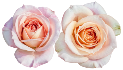 Two open-faced roses in soft pink and peach hues against a black backdrop