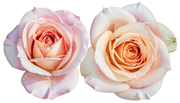 Two open-faced roses in soft pink and peach hues against a black backdrop