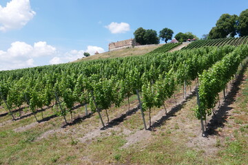 Weinberg an der Burg Stettenfels in Untergruppenbach