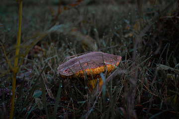 Setas que aparecen en el otoño
