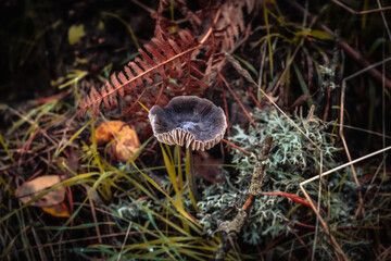 Setas que aparecen en el otoño