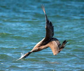 Brown Pelican diving for fish
