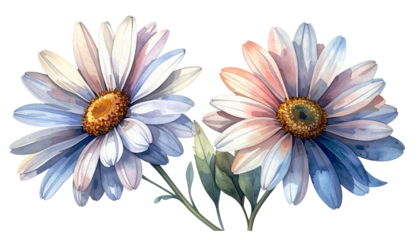 Two watercolor daisies with a soft, pastel palette and detailed petals