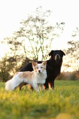 Black and white dog are at park