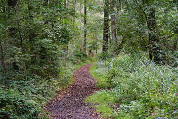 Wanderweg rund um den See von Appelbeck im Herbst