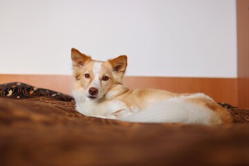 Sweet little puppy sleep at bed