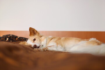 Sweet little puppy sleep at bed