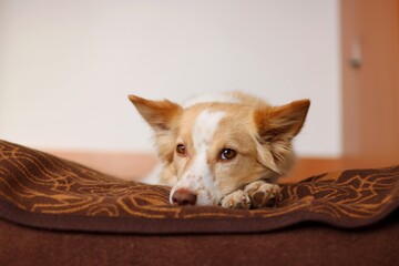 Sweet little puppy sleep at bed