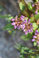 Intermediate Self-Heal  flower - Latin name - Prunella x intermedia