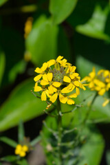 Afghan erysimum flowers - Latin name - Erysimum perofskianum
