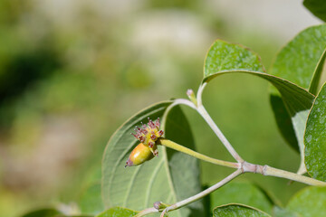 Hybrid flowering dogwood branch with fruit - Latin name - Cornus x rutgersensis Stellar Pink