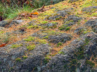 Close-up of a forest floor covered with moss, dry pine needles, and lichen on rocks.