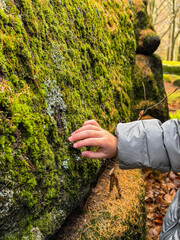 Child hand touching a moss-covered rock in a forest. Nature exploration and sensory experience during an autumn walk