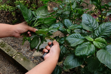 pruning amaranth leaves in garden