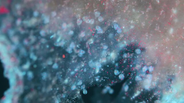 Nauplius crustacean larvae under a microscope, class Copepoda. Moving on Laminaria algae. Under ultraviolet light. White sea