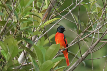 Scarlet Minivet (Pericrocotus speciosus ) on branch. Bird watching in natural habitats in the forest.