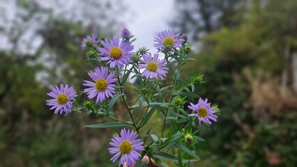 purple flowers in the field