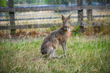 Large mara rodent sitting in the grass at the zoo