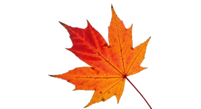 Detailed Maple Leaf With Vibrant Autumn Colors Ranging From Orange To Red Showing Intricate Veins And A Delicate Stem Isolated On A Transparent Background