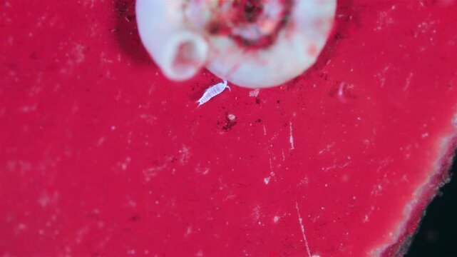 Crustacean under a microscope, class Copepoda. Moves on seaweed. Under ultraviolet light. White sea