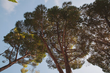 Tall trees reach towards a clear blue sky, sunlight filters through the branches in a serene outdoor setting surrounded by nature