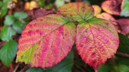 A close-up view of uniquely colored autumn leaves in vibrant yellow and red tones, showcasing their detailed leaf veins