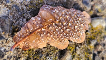 A detailed close-up of a natural brown autumn leaf lying on the forest ground, beautifully covered with numerous sparkling dewdrops