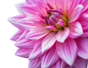 Close up of a vibrant pink dahlia flower with intricate petals showcasing delicate textures and soft lighting isolated on a black background