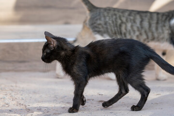 Domestic black short hair kitten walking on the street. Cats walking on the street. Black kitten walking on the street of Ouarzazate, a tabby cat in the background moving in the opposite direction. 