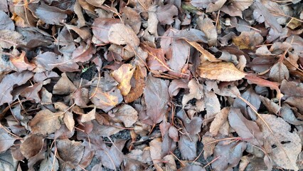 Dry Fallen Leaves Texture on Ground