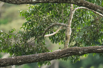 branch of big tree in the forest