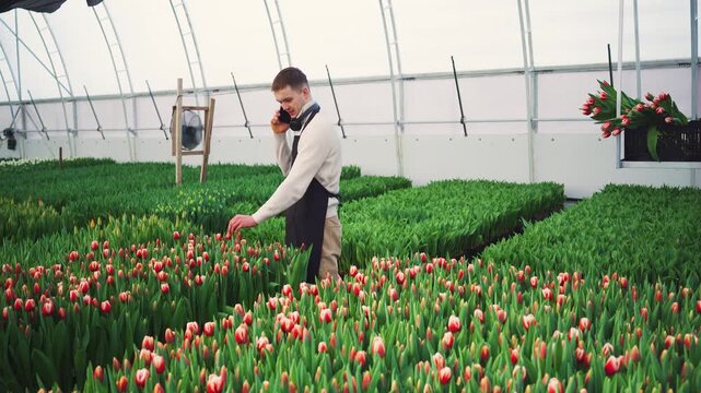 Farmer at flower farm talks to customer on phone. Florist inspects plantation of growing tulips in greenhouse and touches flower buds. Man, florist in apron, talks on phone in flower greenhouse.